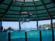 Sea Life Park 