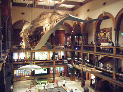 Hawaiian Hall after renovation