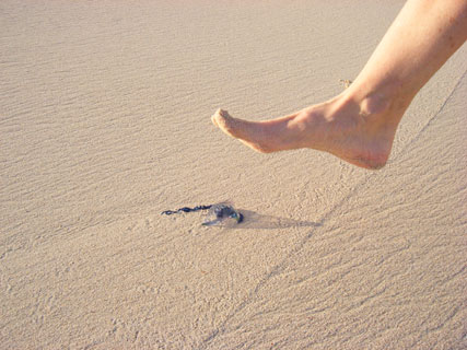 Kailua Beach portuguese man of war