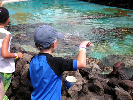 Sea Life Park feeding sea turtles