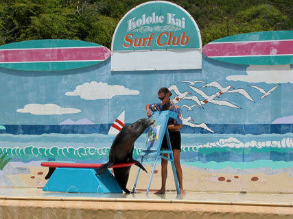 Sea lion show