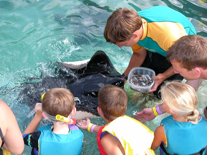 Sea life park snorkel with stingrays
