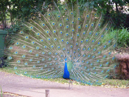 peacock feathers in full bloom