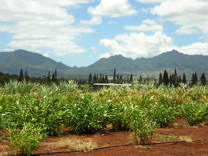 Hawaii Dole Pineapple Fields