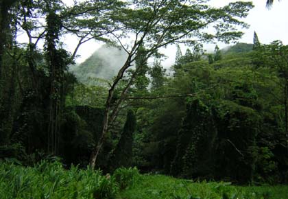 Manoa Falls