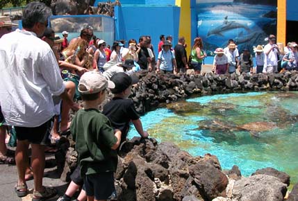 Feeding turtles at Sea Life Park