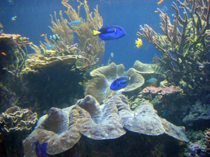 Waikiki Aquarium